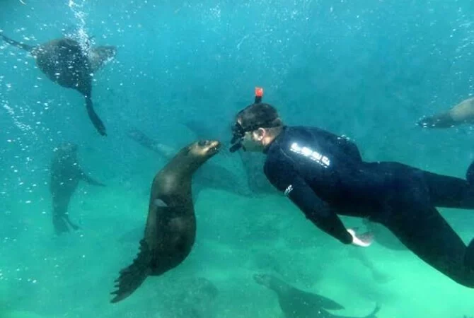 Snorkelling with seals