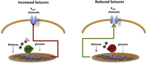 BAD Phosphorylation