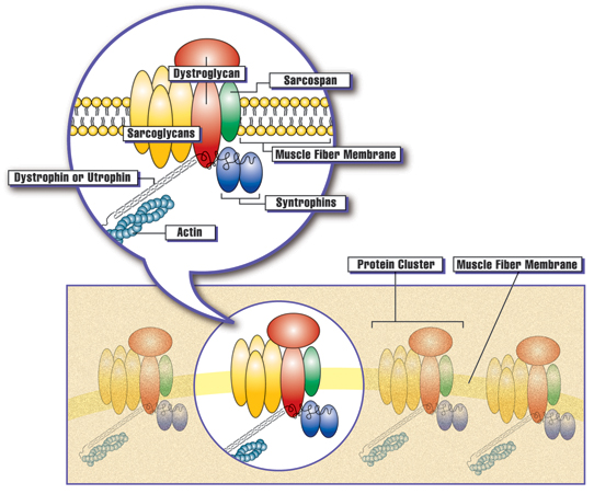 Dystrophin Utrophin graphic