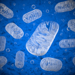 Mitochondrial defects may lead to Autism Spectrum Disorder