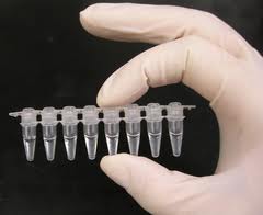 pcr-tubes