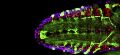 Spinal muscular atrophy (SMA) primarily due to Motor Circuit and not Motor neuron dysfunction