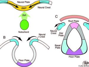 Development of the neural tube and neural crest